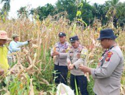 Pemanenan Jagung Pipil oleh Kelompok Tani Suka Maju, Polri Dukung Program Ketahanan Pangan