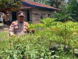 Polsek Pangkalan Kuras Tinjau Ketahanan Pangan Perkarangan Warga di Desa