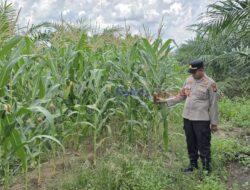 Dukung Ketahanan Pangan, Kapolsek Pangkalan Kerinci Sambangi Lahan Jagung Tumpang Sari