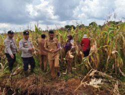Dukung Program Nasional, Polisi Penggerak Desa Kawal Panen Jagung di Pelalawan
