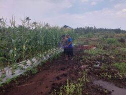 Dukung Program Ketahanan Pangan, Polsek Kuala Kampar Tinjau Perkarangan Bergizi di Teluk Dalam