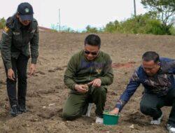 Bupati Humbahas Bersama Kelompok Tani Elim Menanam Kentang