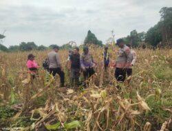 Polri Dukung Ketahanan Pangan dengan Peninjauan Lahan Tani di Desa Teluk, Pelalawan
