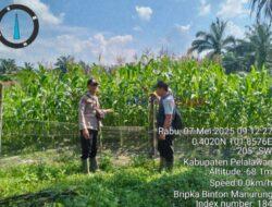 Dukung Ketahanan Pangan Nasional, Bhabinkamtibmas Polsek Langgam Monitoring Lahan Jagung di PT PSJ