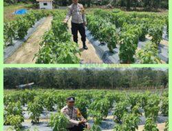 Dukung Program Asta Cita Presiden, Bhabinkamtibmas Polsek Bunut Sambangi Kebun Pekarangan Bergizi Mandiri di Desa Angkasa