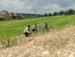 Wujud Kepedulian Polri terhadap Pertanian, Kapolsek Kerinci Tinjau Lahan Jagung