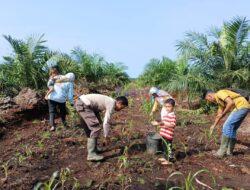 Polsek Teluk Meranti Tinjau Perkembangan Program Ketahanan Pangan Jagung Pipil di Lahan Tumpang Sari