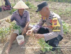 Panen Perdana Kacang Tanah, Bhabinkamtibmas Ajak Warga Manfaatkan Pekarangan