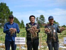 Bupati Humbahas Panen Bawang Merah Bersama Poktan ‘Tobing’ Binaan BI