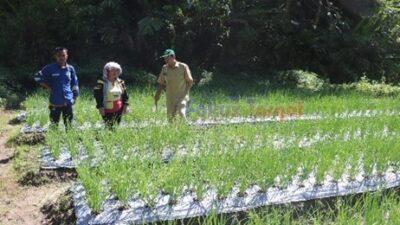 Petani Bawang Merah Binaan SOL Panen mencapai 350 juta