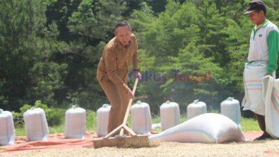 ‎Dukung Industri Kopi Lokal, Bupati Taput Sapa Karyawan dan Petani di Siborongborong